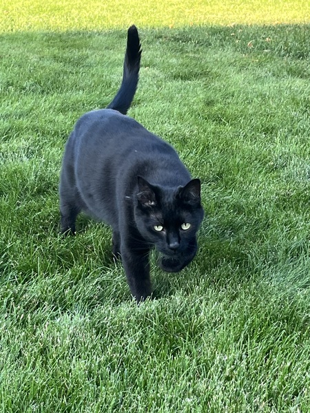 Entry image for Millie. Clicking this image will show a larger photo