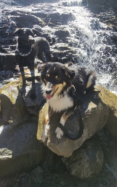 Entry image for Indy and Jasper. Clicking this image will show a larger photo