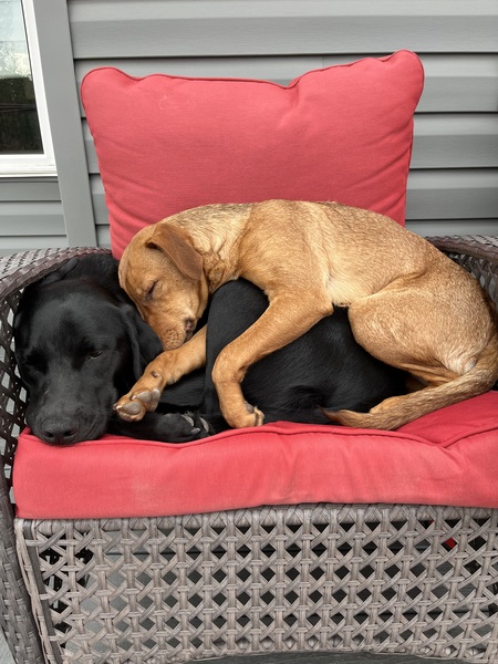 Entry image for Maggie & Cassi. Clicking this image will show a larger photo