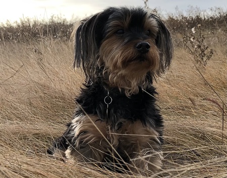 Entry image for Fynn. Clicking this image will show a larger photo