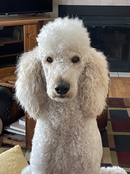 Entry image for Otis. Clicking this image will show a larger photo