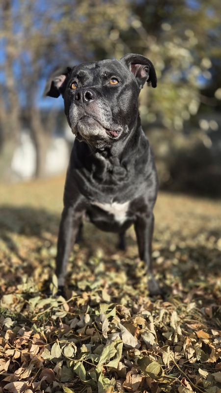 Entry image for Leroy. Clicking this image will show a larger photo