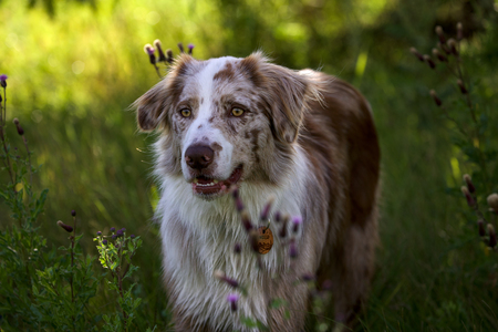 Entry image for Milo. Clicking this image will show a larger photo