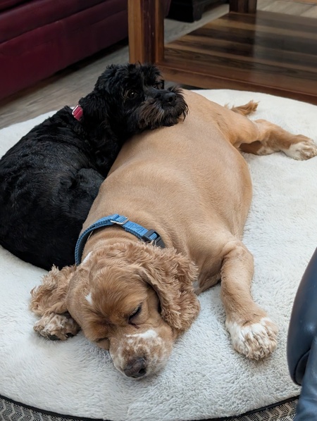 Entry image for Pepper & Daphne. Clicking this image will show a larger photo