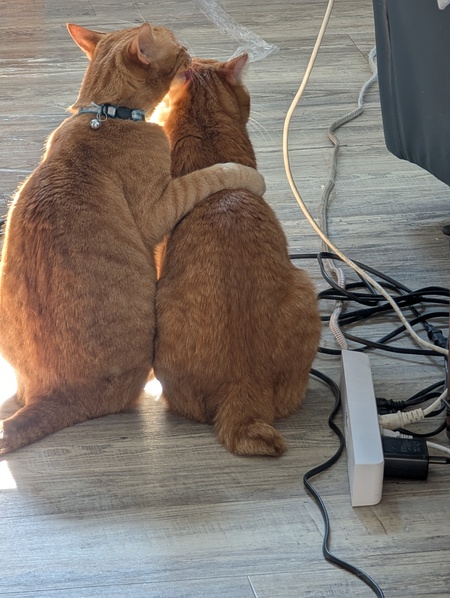 Entry image for Whiskey & Buster. Clicking this image will show a larger photo