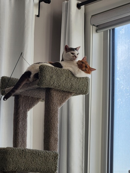 Entry image for Bonnie & Buster. Clicking this image will show a larger photo