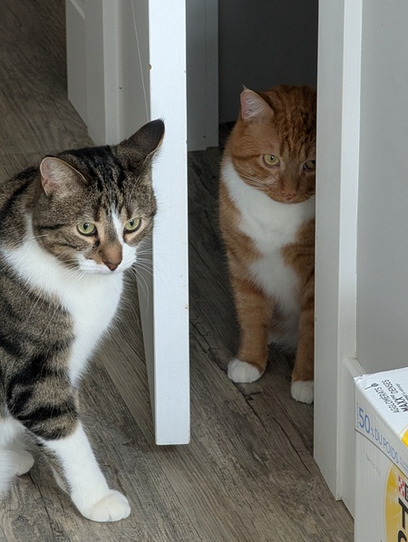 Entry image for Milo & Buster. Clicking this image will show a larger photo