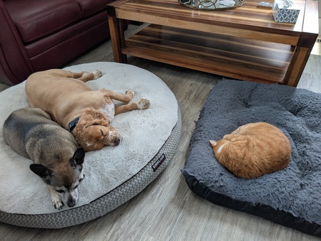 Entry image for Barney, Daphne & Buster. Clicking this image will show a larger photo