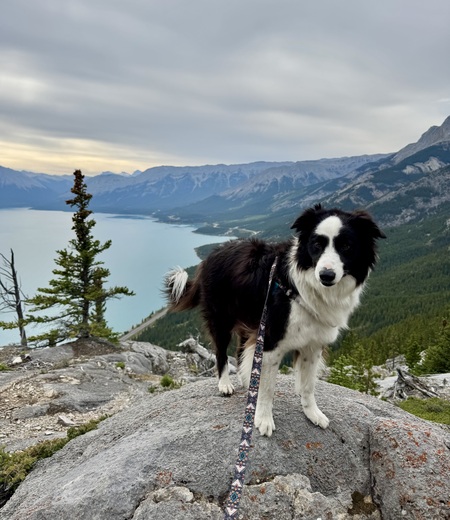 Entry image for Nala. Clicking this image will show a larger photo