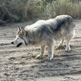 Entry image for Kaya