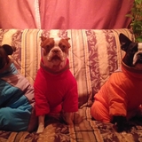 Entry image for Gomez, Roxy and Ziggy