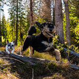 Entry image for Brutus and Maisie