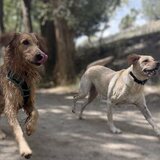 Entry image for Tucker and Penny
