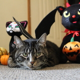 Entry image for Yuki