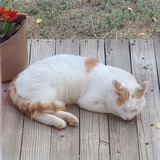 Entry image for Patches, the spare cat