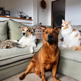 Entry image for Easel, Josh, Juniper, and Trout
