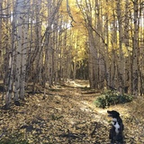Entry image for Pekoe