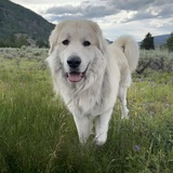 Entry image for Sully