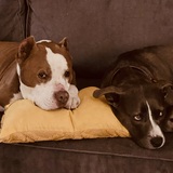 Entry image for Tony and Ripley