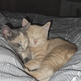 Entry image for Pip and Pebbles