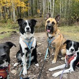 Entry image for  Basil, Bing, Hudson, and Daisy 