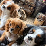 Entry image for Penny, Lucy, Oliver