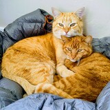 Entry image for Walter (light orange) and Mumsie (smaller)