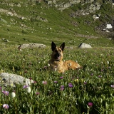 Entry image for Delilah