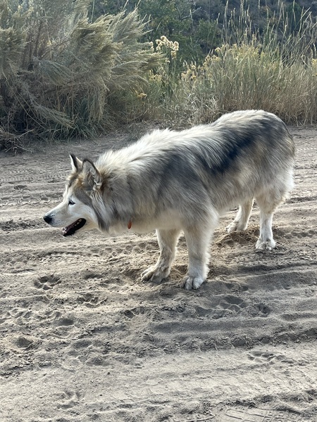 Entry image for Kaya. Clicking this image will show a larger photo