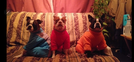 Entry image for Gomez, Roxy and Ziggy. Clicking this image will show a larger photo