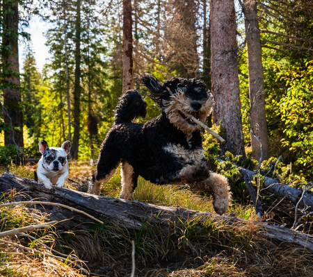 Entry image for Brutus and Maisie. Clicking this image will show a larger photo
