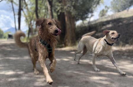 Entry image for Tucker and Penny. Clicking this image will show a larger photo