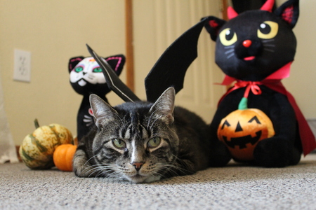 Entry image for Yuki. Clicking this image will show a larger photo