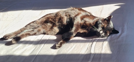 Entry image for Binx. Clicking this image will show a larger photo
