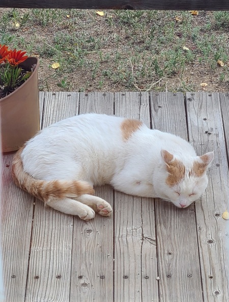 Entry image for Patches, the spare cat. Clicking this image will show a larger photo
