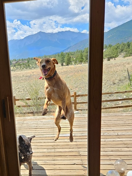 Entry image for Remy and Elsie . Clicking this image will show a larger photo
