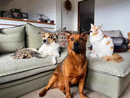 Entry image for Easel, Josh, Juniper, and Trout. Clicking this image will show a larger photo