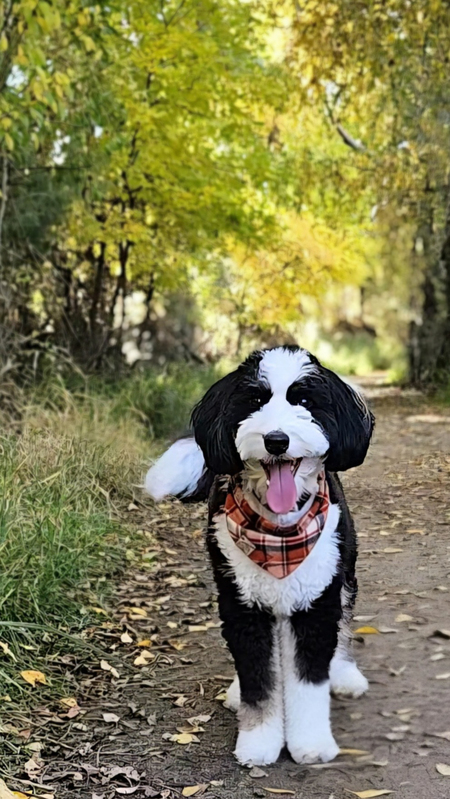 Entry image for Ozzie. Clicking this image will show a larger photo