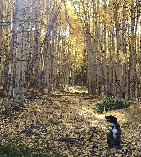 Entry image for Pekoe. Clicking this image will show a larger photo