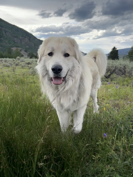 Entry image for Sully. Clicking this image will show a larger photo