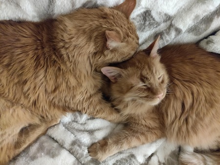 Entry image for Abe and Løve. Clicking this image will show a larger photo