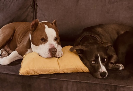 Entry image for Tony and Ripley. Clicking this image will show a larger photo