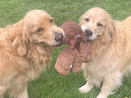 Entry image for Pecos and Rosie. Clicking this image will show a larger photo