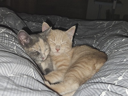 Entry image for Pip and Pebbles. Clicking this image will show a larger photo