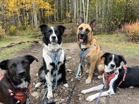 Entry image for  Basil, Bing, Hudson, and Daisy . Clicking this image will show a larger photo