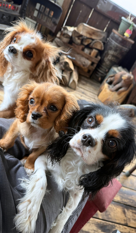 Entry image for Penny, Lucy, Oliver. Clicking this image will show a larger photo
