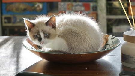 Entry image for Mizu. Clicking this image will show a larger photo