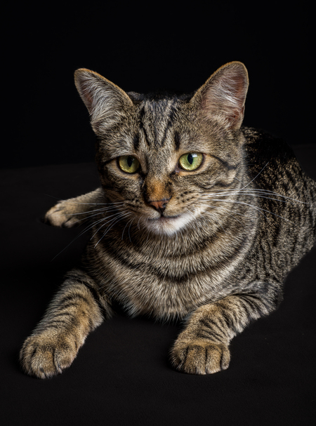 Entry image for Geno. Clicking this image will show a larger photo