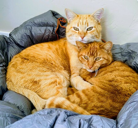 Entry image for Walter (light orange) and Mumsie (smaller). Clicking this image will show a larger photo
