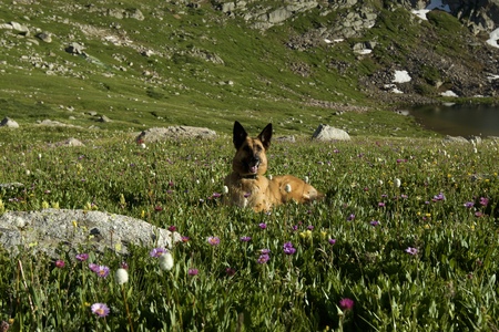 Entry image for Delilah. Clicking this image will show a larger photo